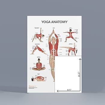 Yoga Anatomy Poster, LAMINATED, Anatomy and Physiology